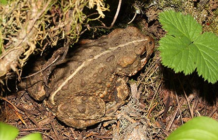 Photo of a Western Toad