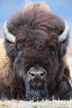 Photo of a Wood Bison