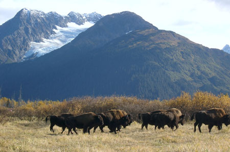 Photo of a Wood Bison