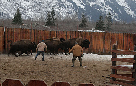 Photo of a Wood Bison