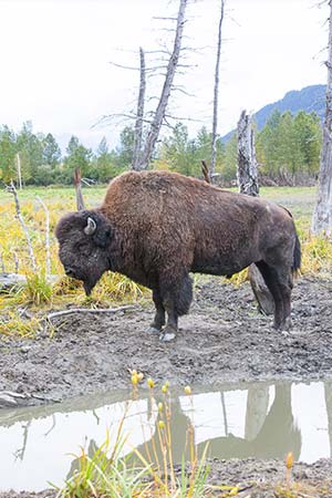 Photo of a Wood Bison
