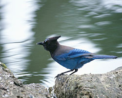 A Stellers jay poses streamside