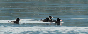 Adult male scoters display their prominent bills