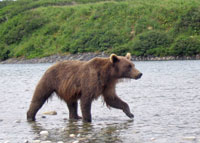 A brown bear at McNeil River scouts for fish