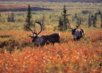 Caribou browse amid the tundras autumn colors