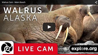 Check out the a hrefhttpexploreorglivecamsplayerwalruscamroundislandlive walrus webcama from Round Island