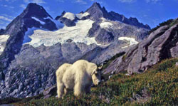 Mountain goat
