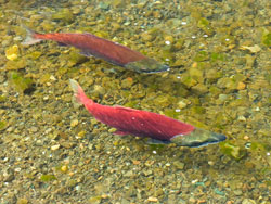 Spawning sockeye salmon