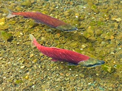 Sockeye salmon spawning