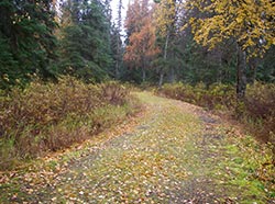Many trails wind through the woods
