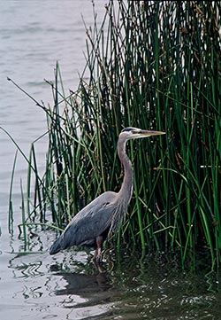 Great blue heron
