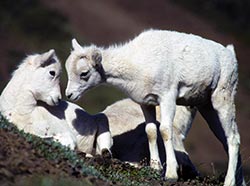 Lambs at Windy Corner