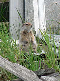 Arctic ground squirrel