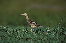 Bristlethighed curlew