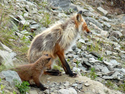 Arctic fox and kit