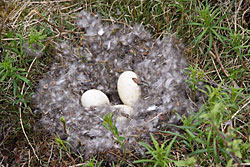 Canada goose nest on river bluff
