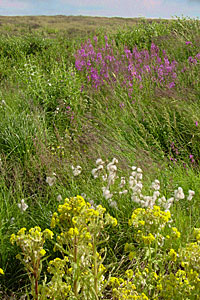 Wildflowers along the road