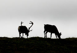 Reindeer silhouettes