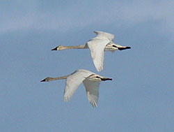Tundra swans