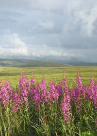 Fireweed along Teller Road