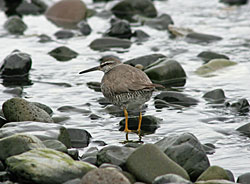A wandering tattler forages shoreside