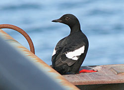 A pigeon guillemot roosting