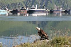A bald eagle making a racket near Dutch Harbor processing boats