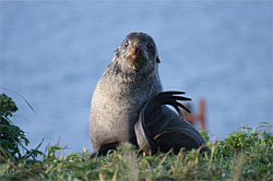 A young Northern fur seal on St Paul Island