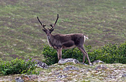 A young bull caribou lingers on the Izembek tundra