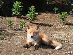 A young red fox enjoys a rare sunny day on the refuge