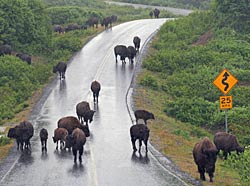 Bison roam freely on the road near Fossil Beach