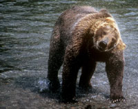 Brown bear shakes off water