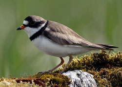 Semipalmated plover at Black Sands Spit